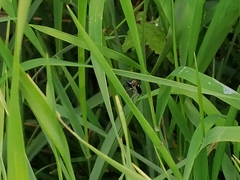 Dioctria atricapilla