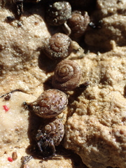 Microxeromagna lowei