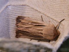 Leucania comma
