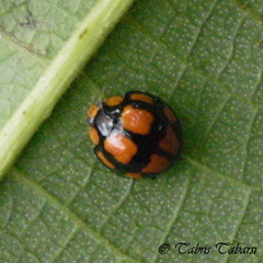 Coccinellidae