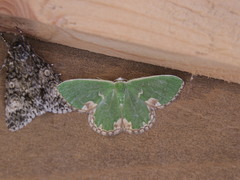Comibaena bajularia