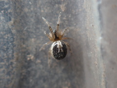 Zygiellinae