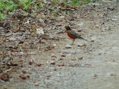 Turdus migratorius image