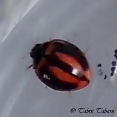 Coccinellidae