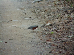 Turdus migratorius image