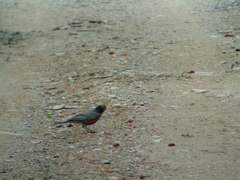 Turdus migratorius image