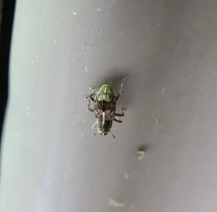 Acoptus suturalis