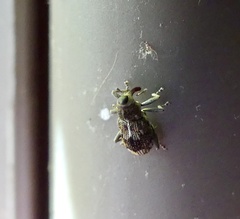 Acoptus suturalis