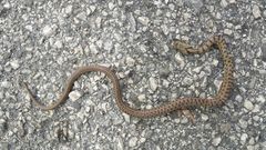 Zamenis lineatus