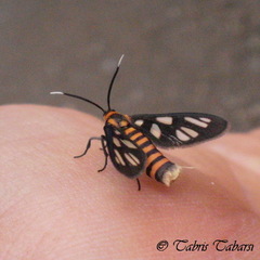 Amata huebneri