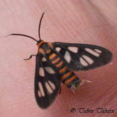 Amata huebneri