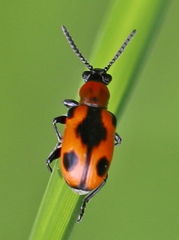 Crioceris quinquepunctata