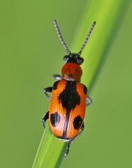 Crioceris quinquepunctata
