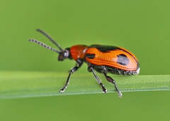 Crioceris quinquepunctata