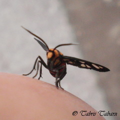 Amata huebneri