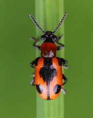 Crioceris quinquepunctata