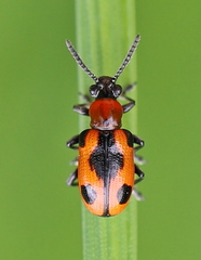 Crioceris quinquepunctata