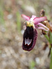 Ophrys bertolonii benacensis