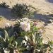 Oenothera californica eurekensis - Photo (c) Leah Gardner, algunos derechos reservados (CC BY-NC), subido por Leah Gardner