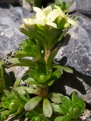 Galium megalospermum