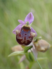 Dinaric Ophrys (Ophrys dinarica)
