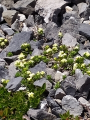 Galium megalospermum