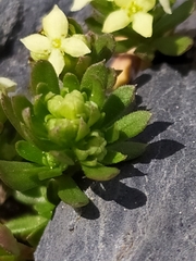 Galium megalospermum