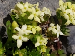 Galium megalospermum