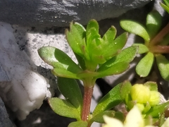 Galium megalospermum