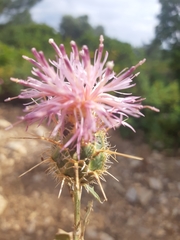 Centaurea urvillei