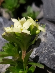 Galium megalospermum