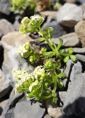 Galium megalospermum