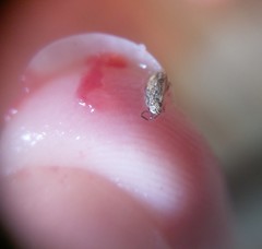 Orsillinae