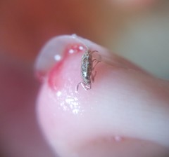 Orsillinae