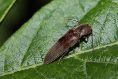 Synaptus filiformis
