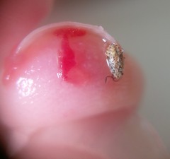 Orsillinae