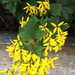 Canary Creeper - Photo (c) Marjorie Cruz, some rights reserved (CC BY-NC), uploaded by Marjorie Cruz