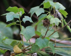 Hibiscus hispidissimus
