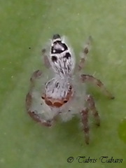 Salticidae