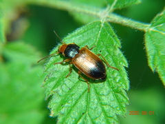 Diachromus germanus