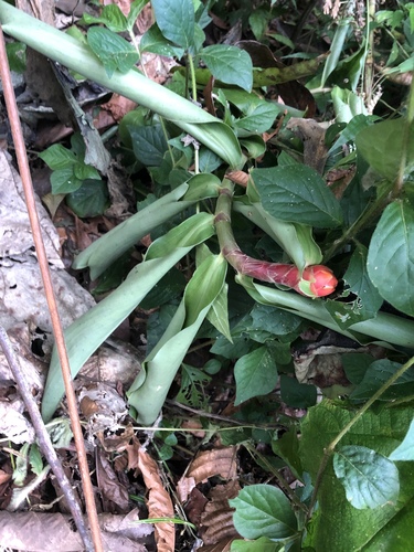 Costus vargasii