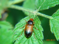 Diachromus germanus