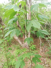 Gyrocarpus jatrophifolius