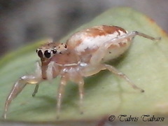 Cosmophasis lami