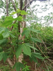 Gyrocarpus jatrophifolius