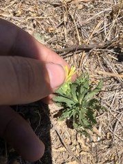 Xanthisma texanum drummondii