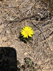 Xanthisma texanum drummondii