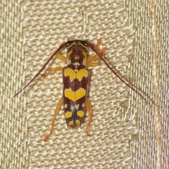 Glenea vellayaniensis