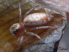 Cosmophasis lami