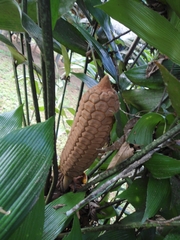 Zamia neurophyllidia